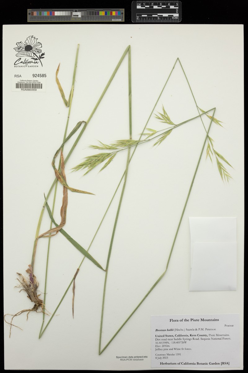 Bromus hallii