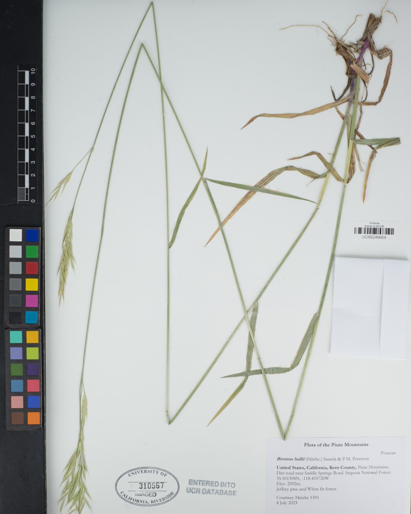 Bromus hallii photo 2
