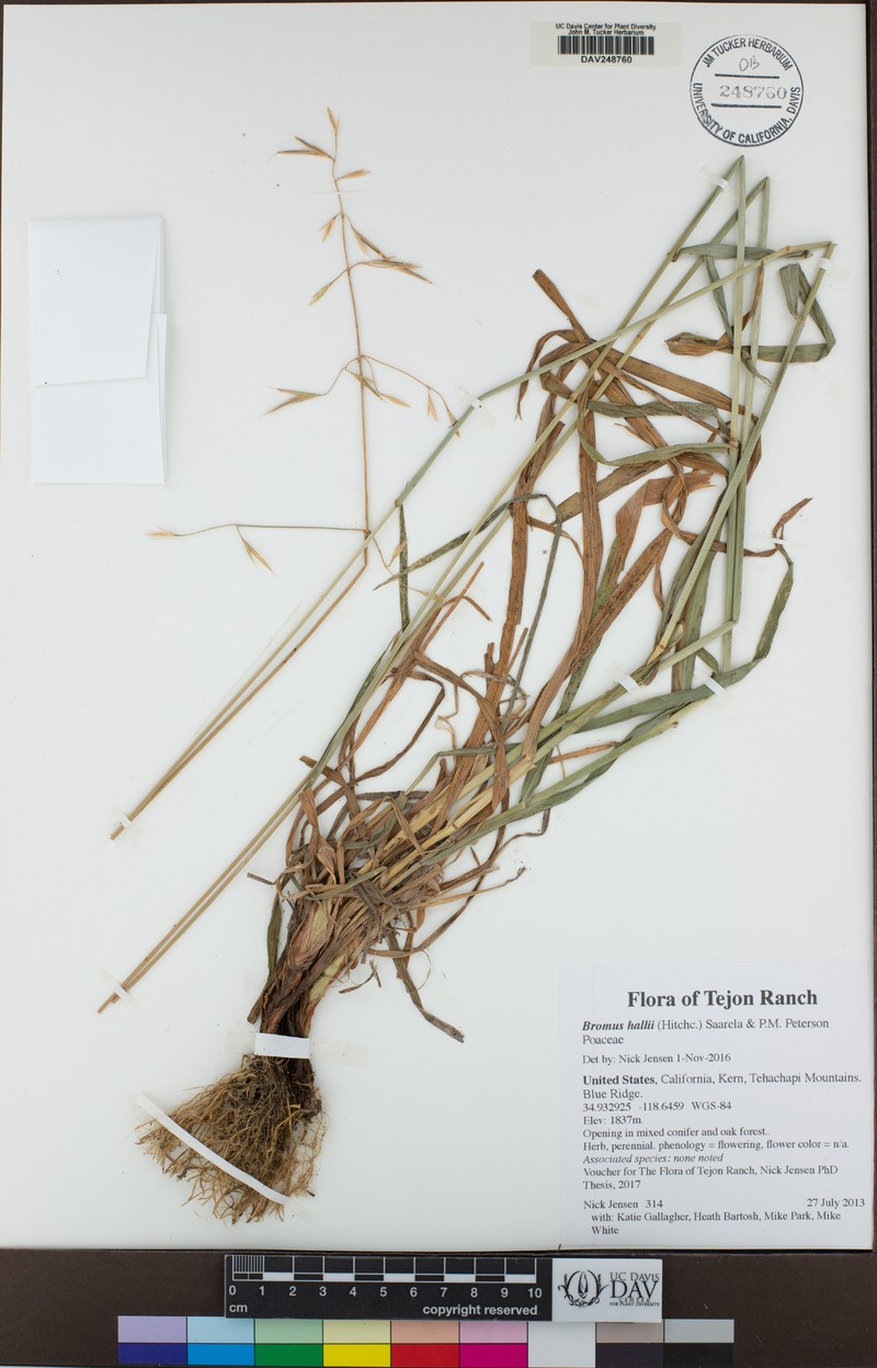 Bromus hallii photo 3