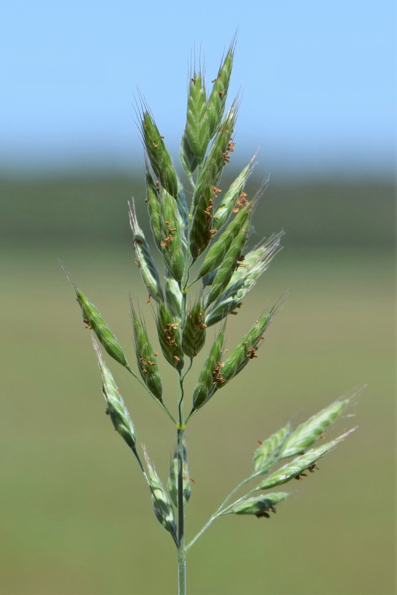 Soft Brome photo 2