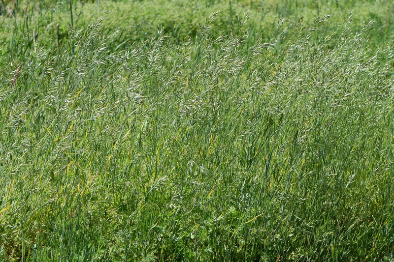 Soft Brome photo 3