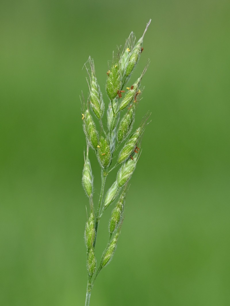 Soft Brome photo 4
