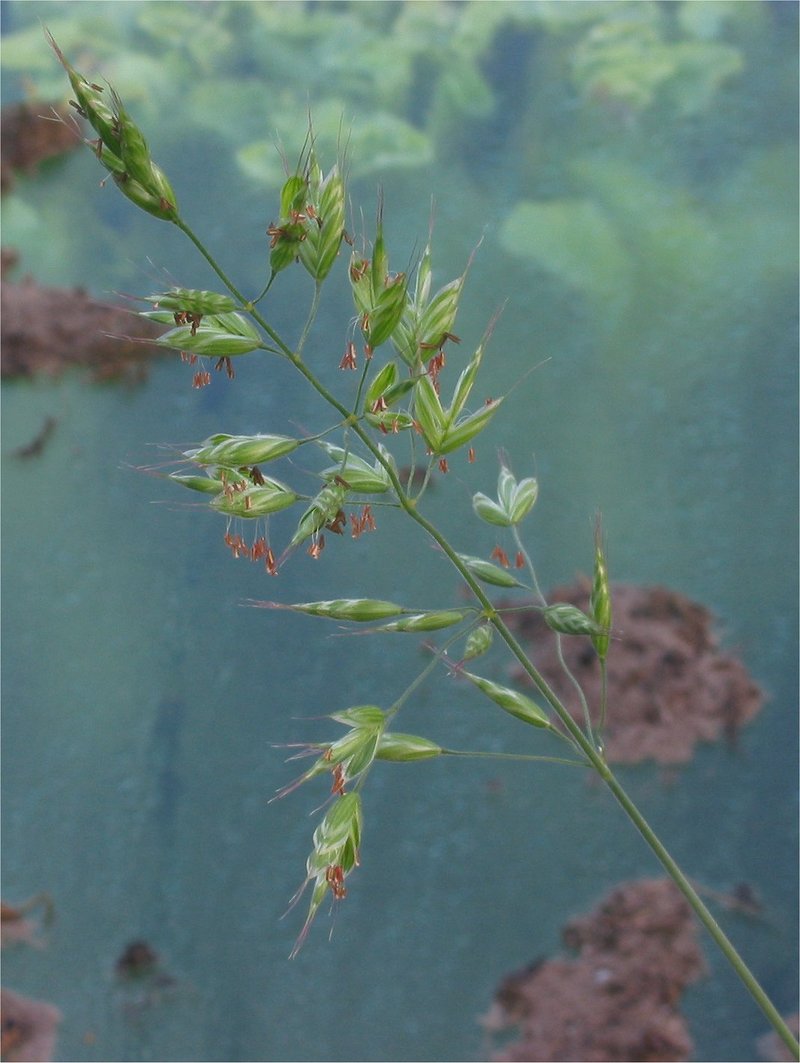 Soft Brome