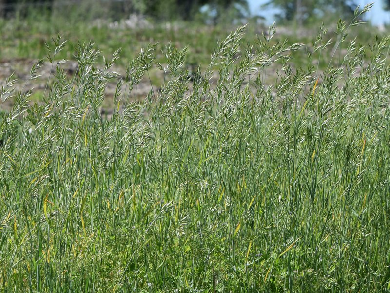 Soft Brome photo 5