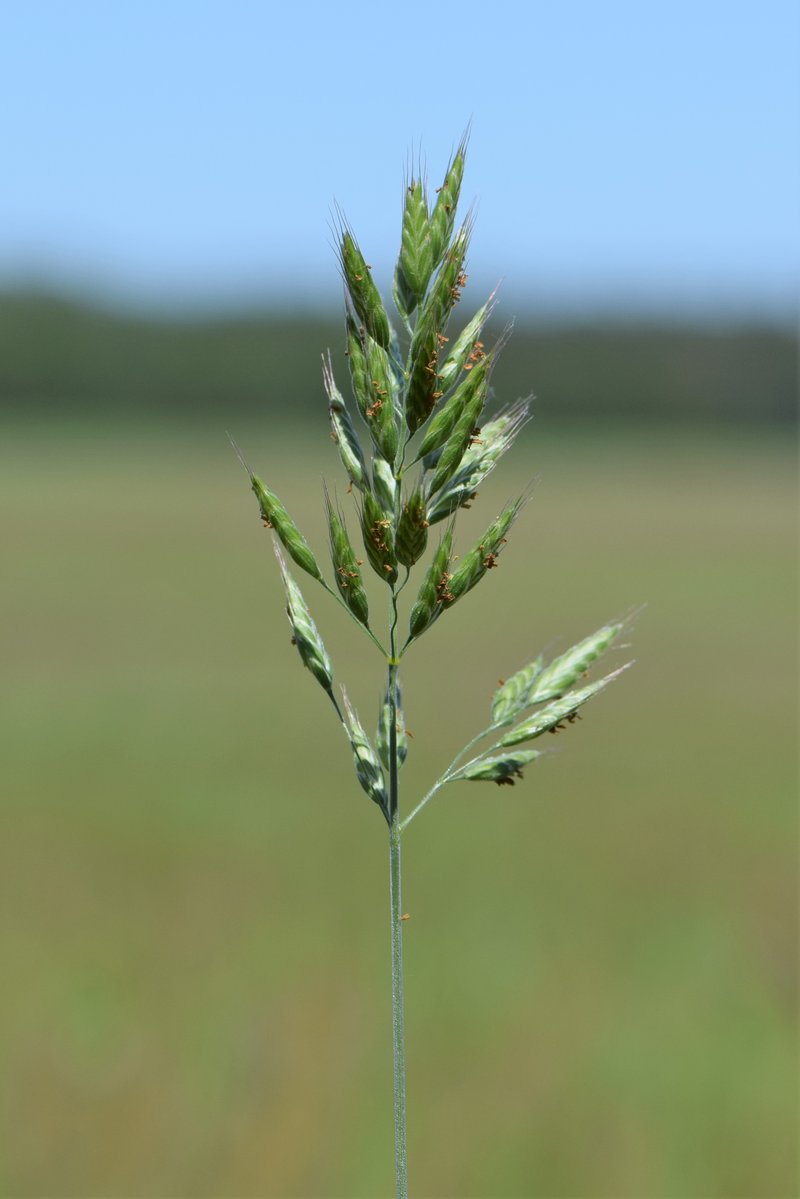 Soft Brome photo 6