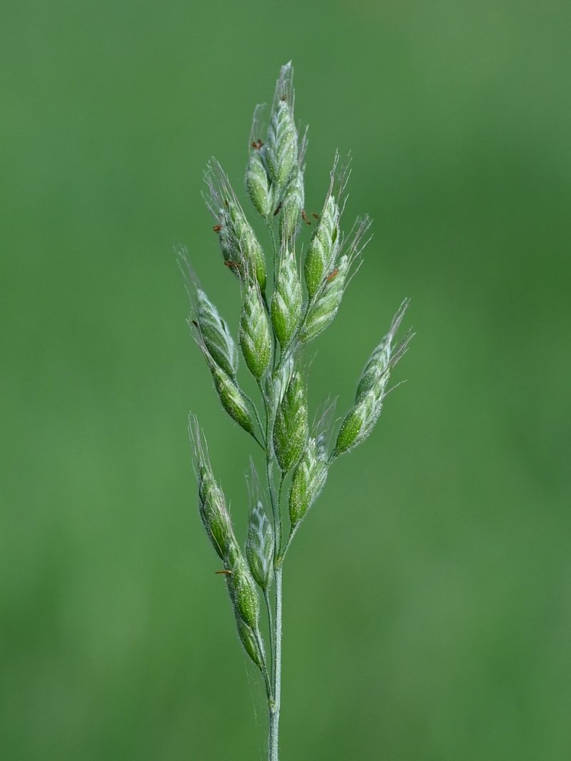Soft Brome photo 7