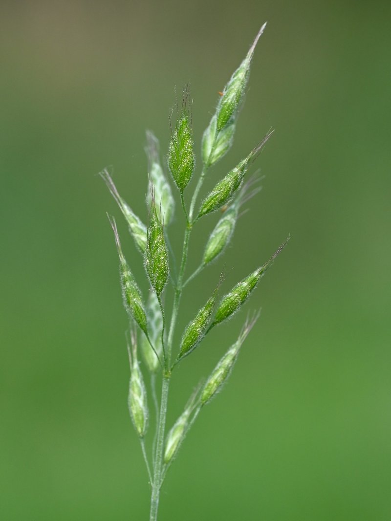 Soft Brome photo 8