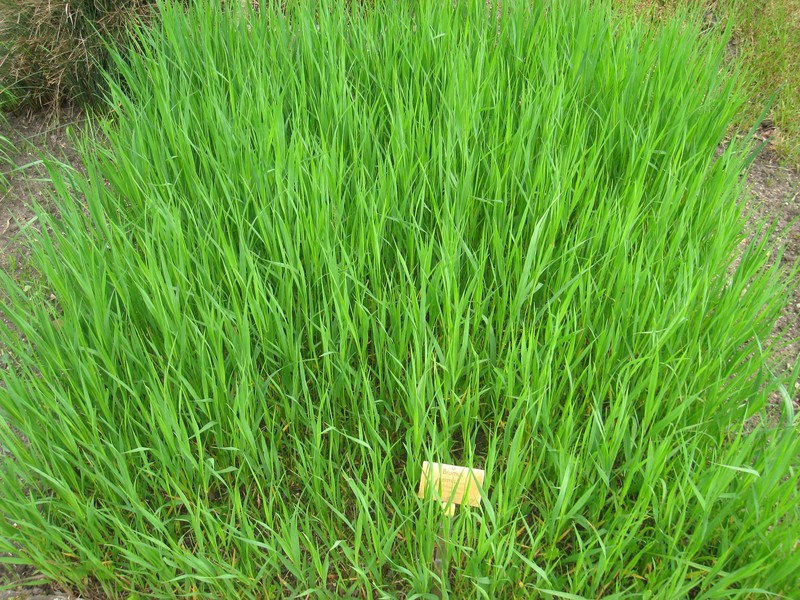 Smooth Brome photo 2