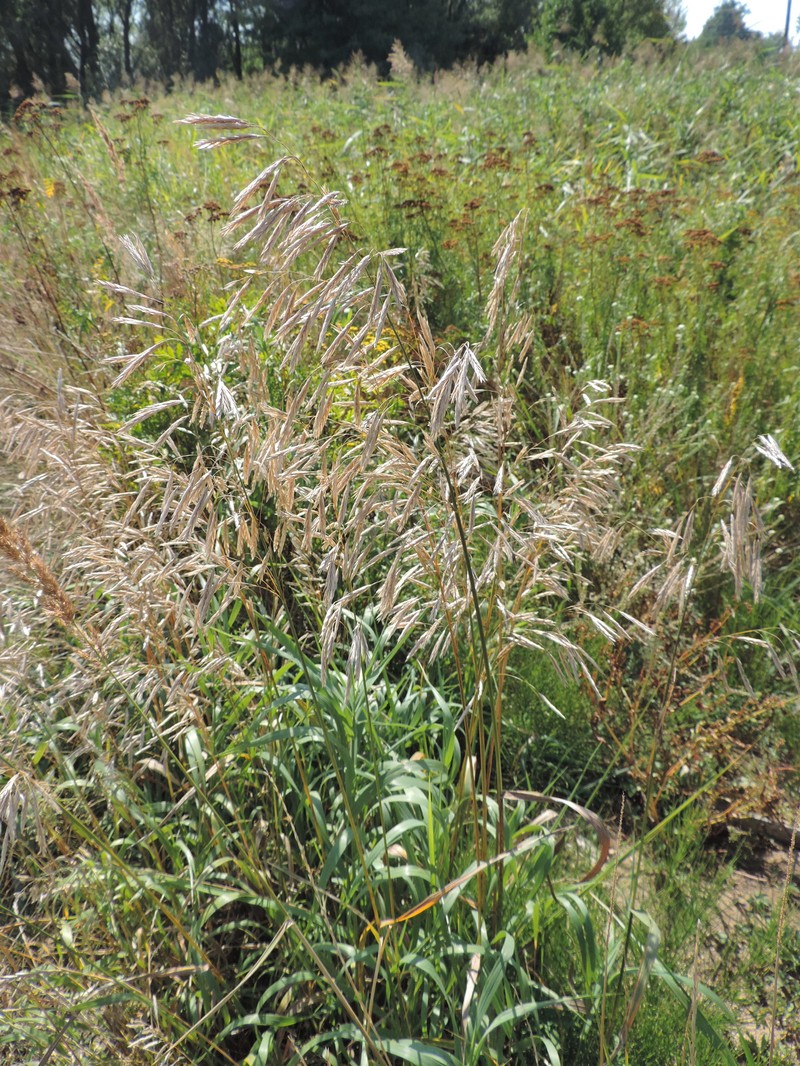 Smooth Brome photo 3