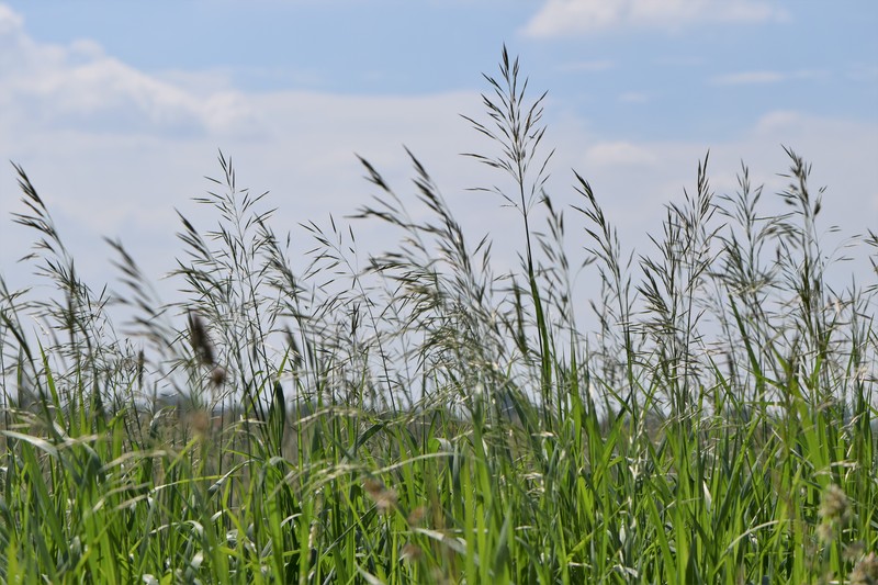 Smooth Brome photo 4