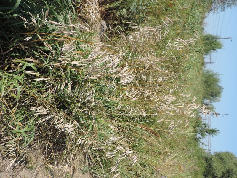 Smooth Brome photo 5