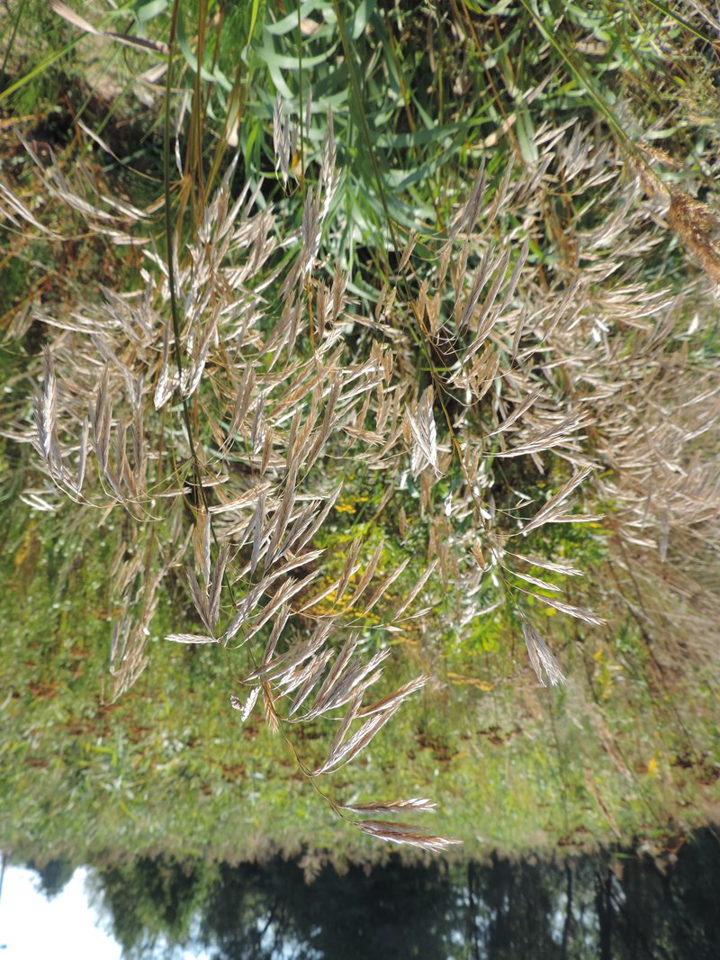 Smooth Brome photo 6