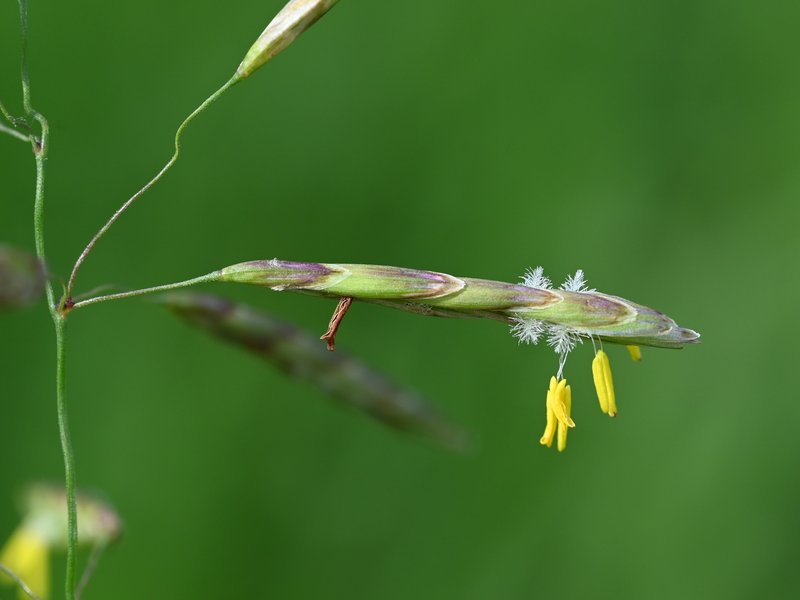Smooth Brome photo 7