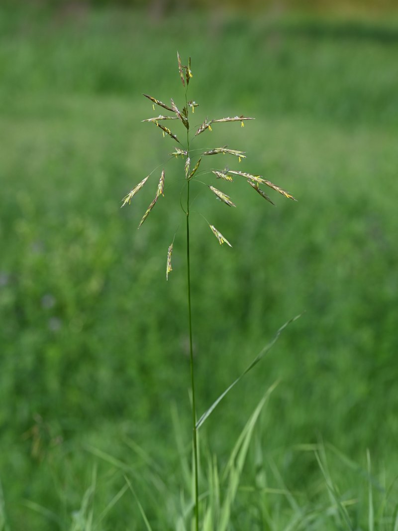 Smooth Brome photo 8