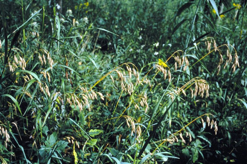 Arctic Brome