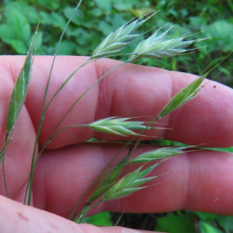 Arctic Brome photo 2