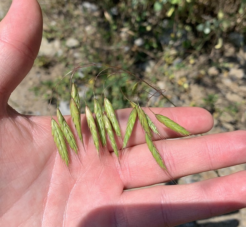 Arctic Brome photo 3