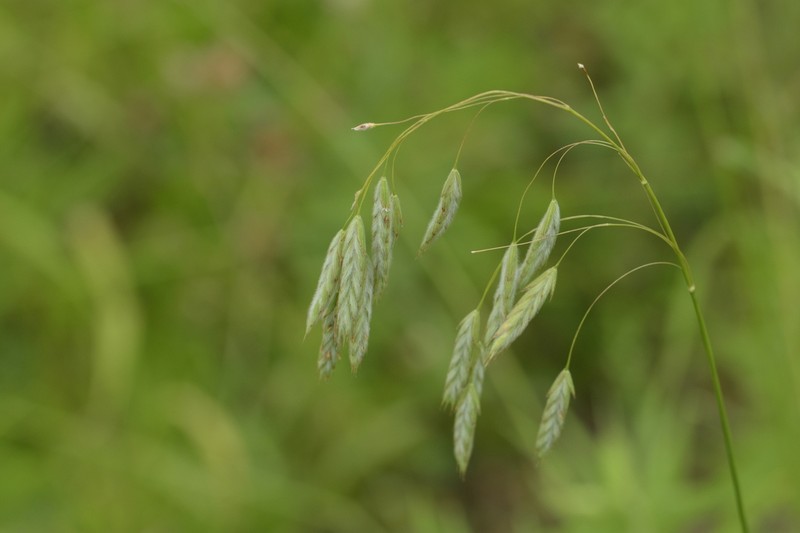 Arctic Brome photo 4