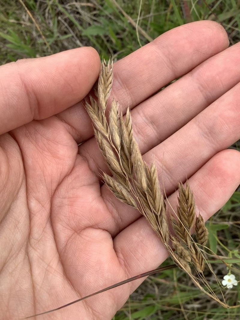 Arctic Brome photo 5