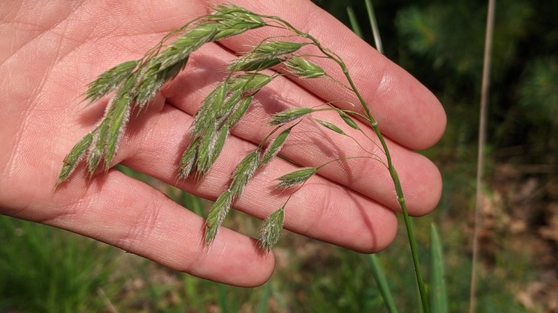 Arctic Brome photo 6