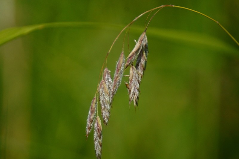Arctic Brome photo 7