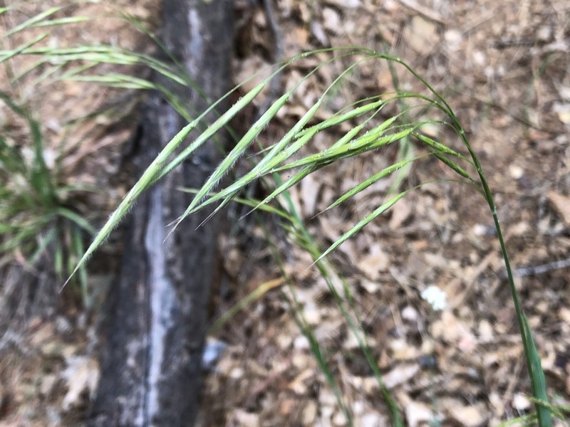 Chinook Brome photo 2