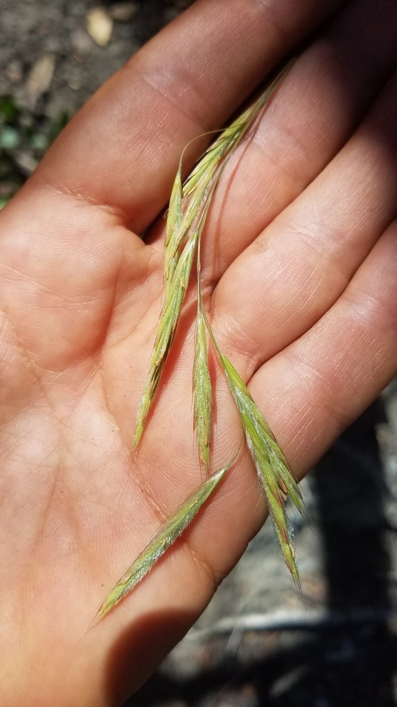Chinook Brome photo 3