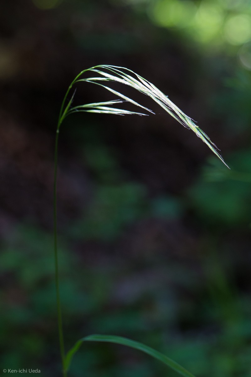 Chinook Brome photo 4