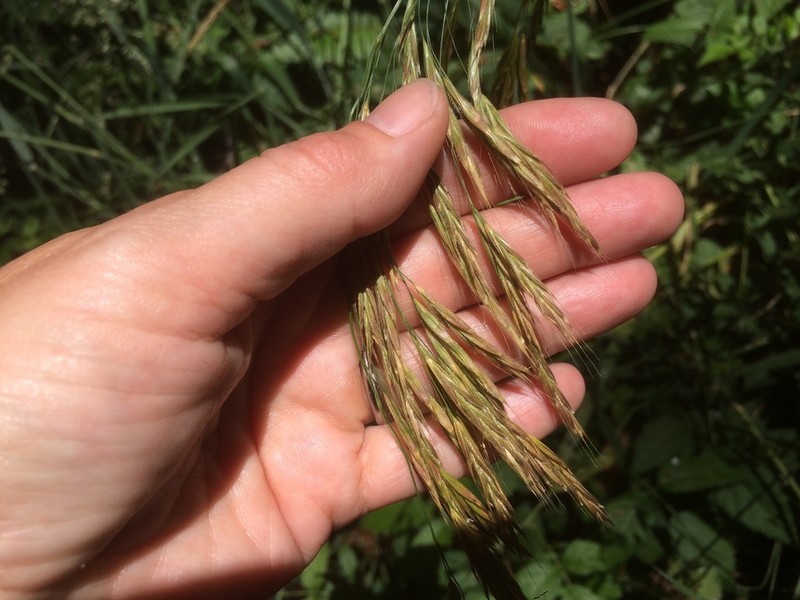 Chinook Brome photo 5