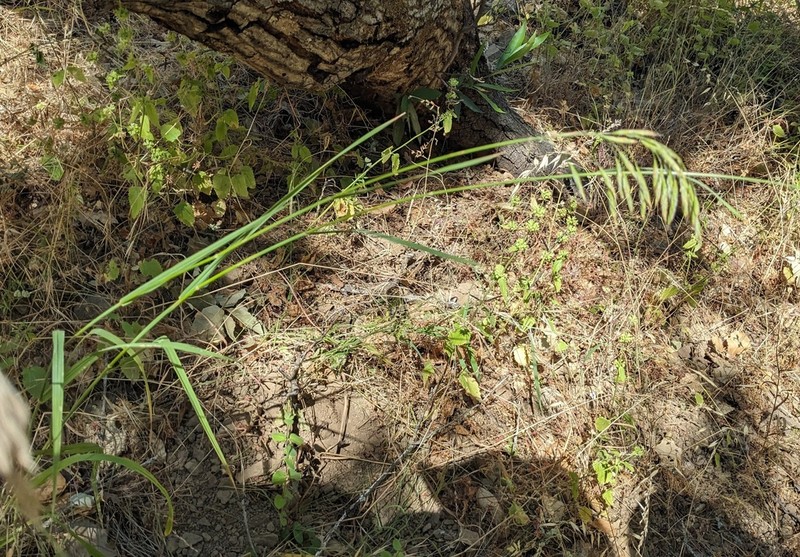 Chinook Brome photo 6