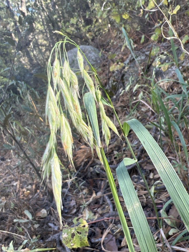 Woolly Brome photo 2