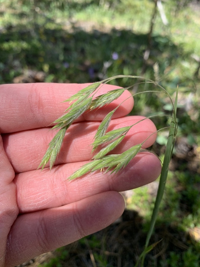 Woolly Brome photo 3