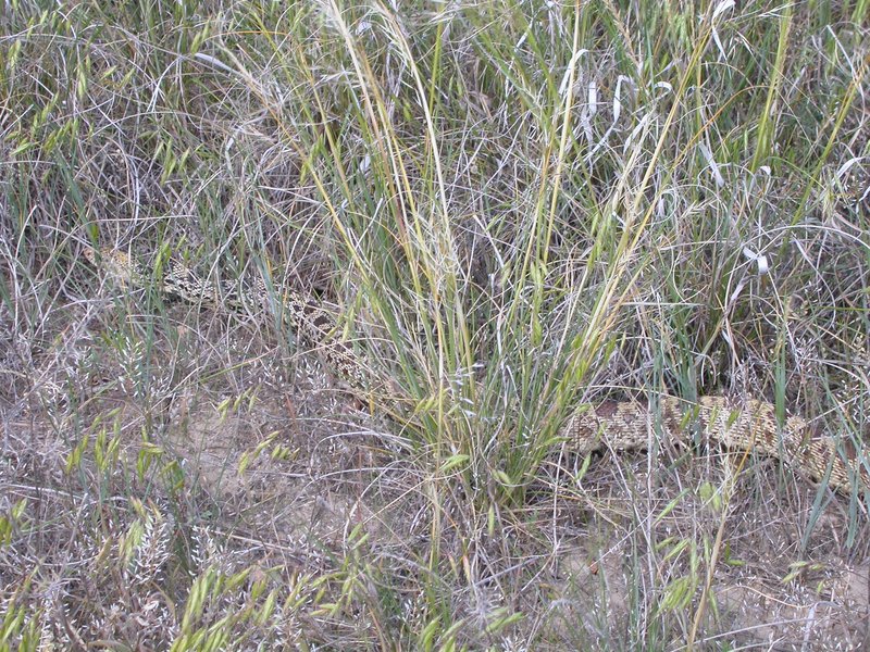 Mediterranean Brome photo 2