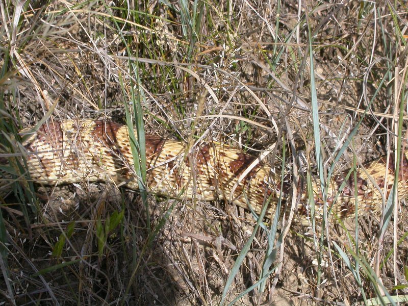 Mediterranean Brome photo 3