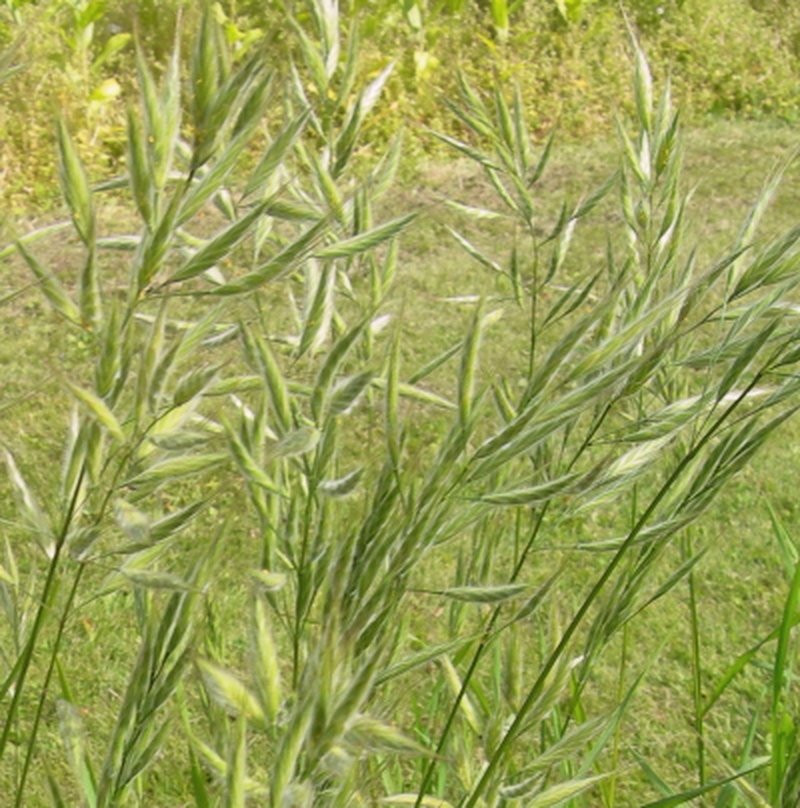 Mediterranean Brome