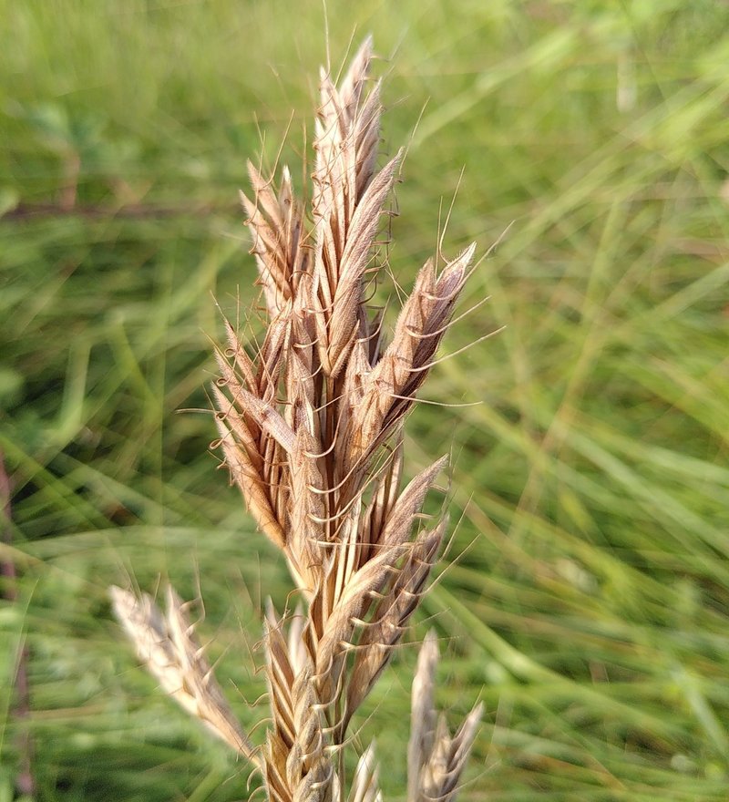 Mediterranean Brome photo 5