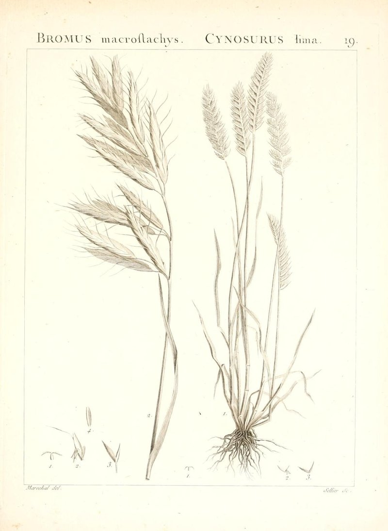 Mediterranean Brome photo 7