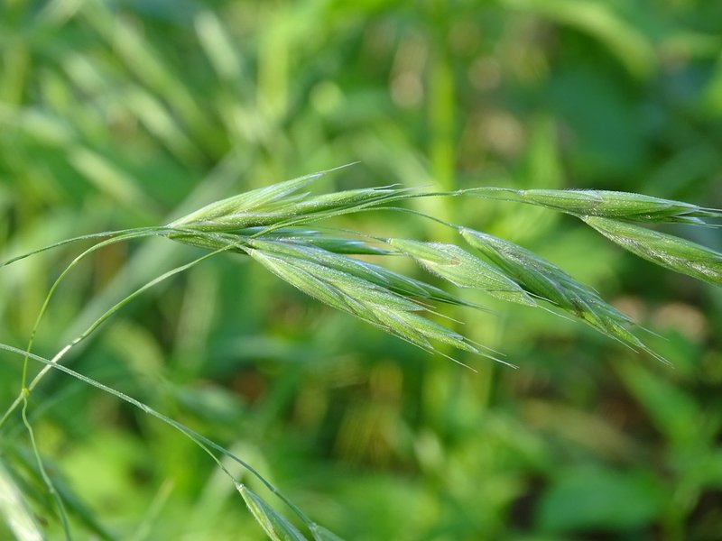 Earlyleaf Brome