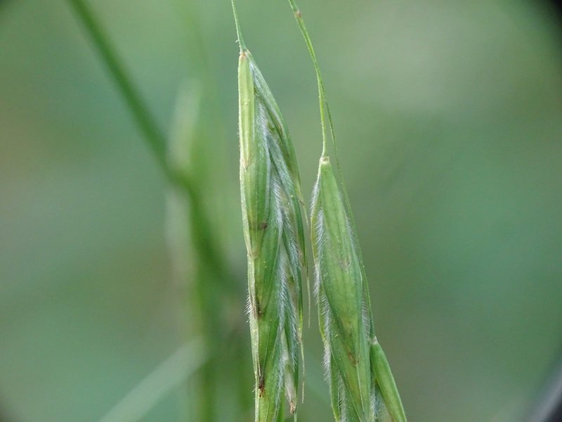 Earlyleaf Brome photo 2