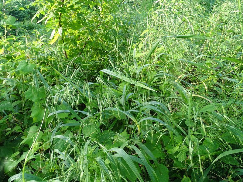 Earlyleaf Brome photo 3