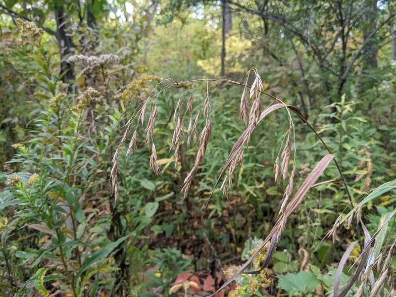 Earlyleaf Brome photo 4