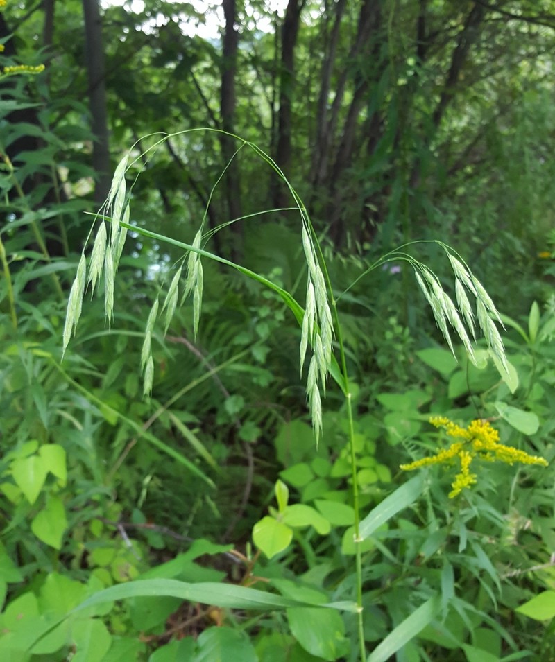 Earlyleaf Brome photo 5