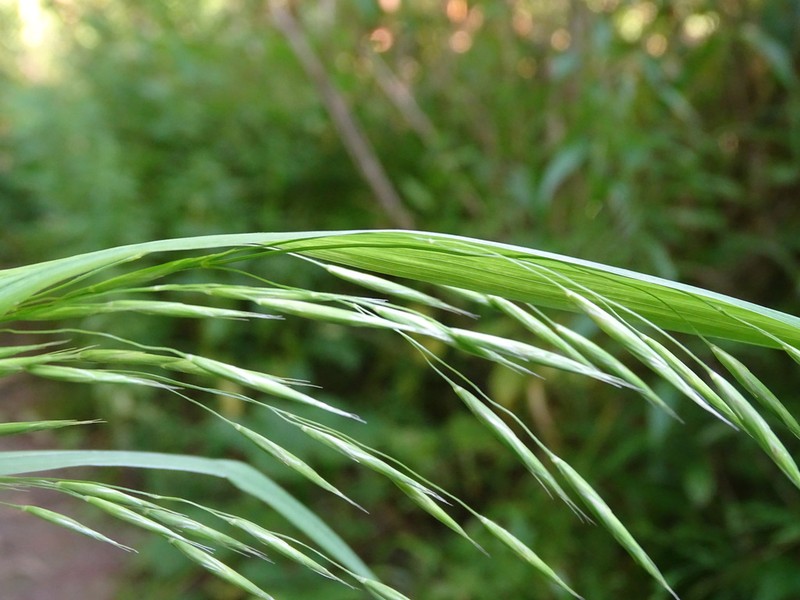 Earlyleaf Brome photo 6