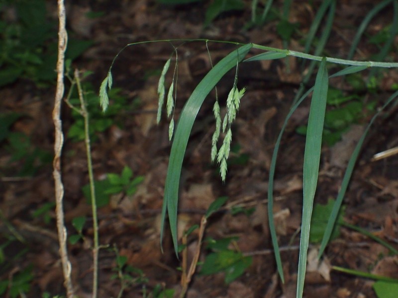 Earlyleaf Brome photo 7