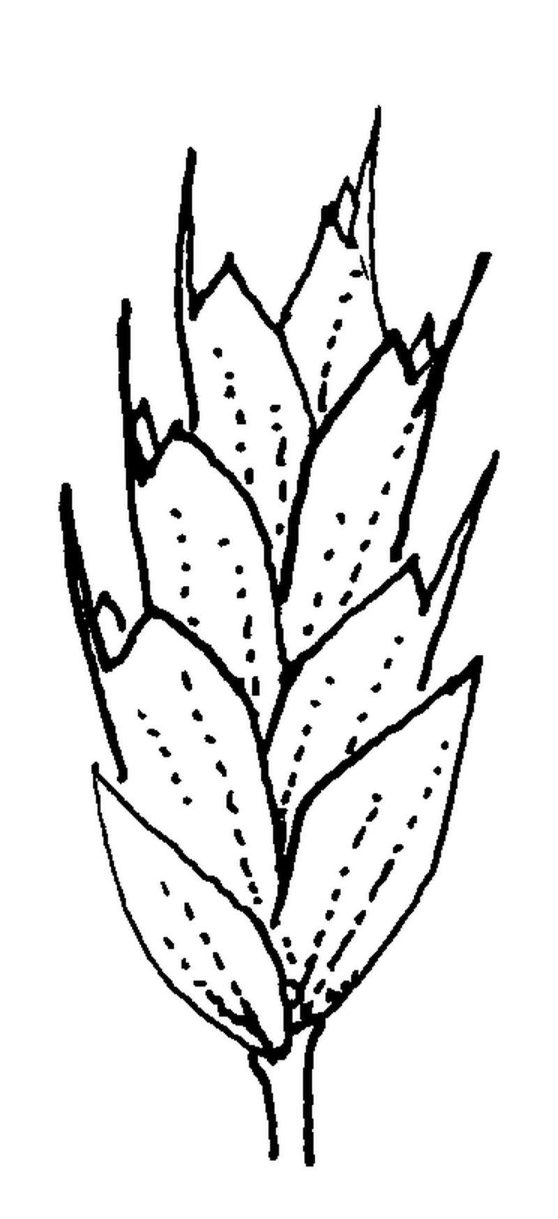 Slender Soft Brome photo 2