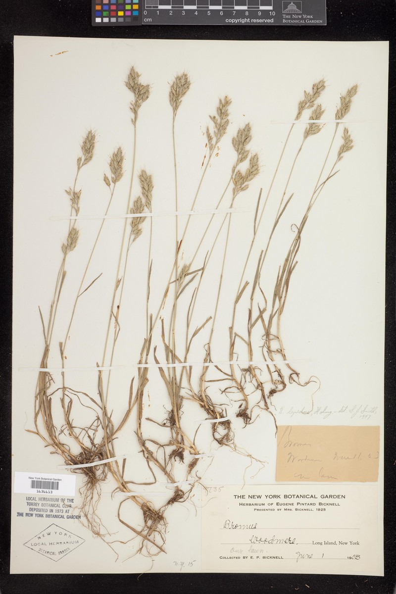 Slender Soft Brome photo 4