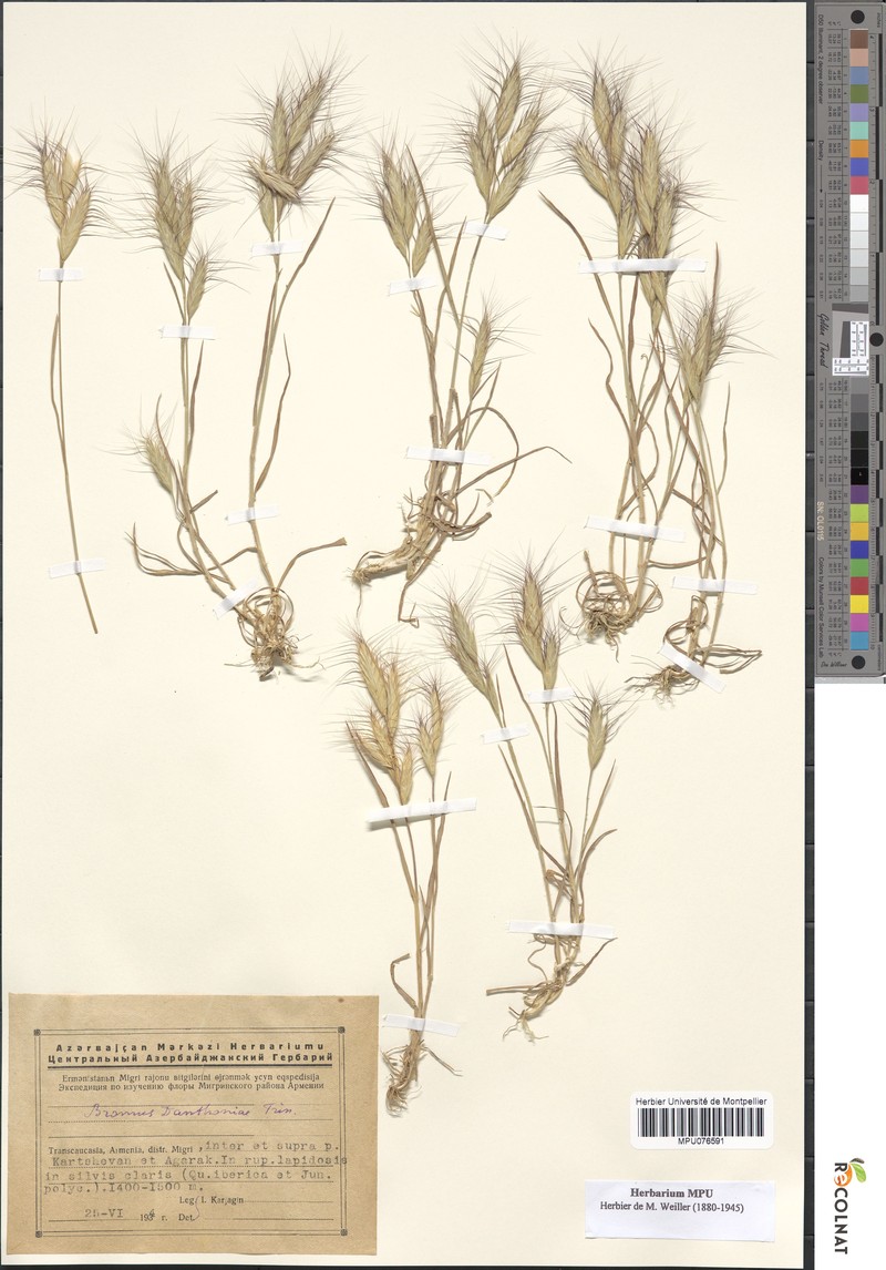 Slender Soft Brome photo 5