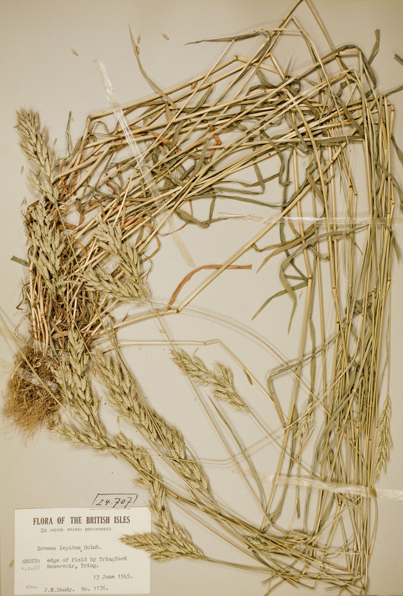 Slender Soft Brome photo 6