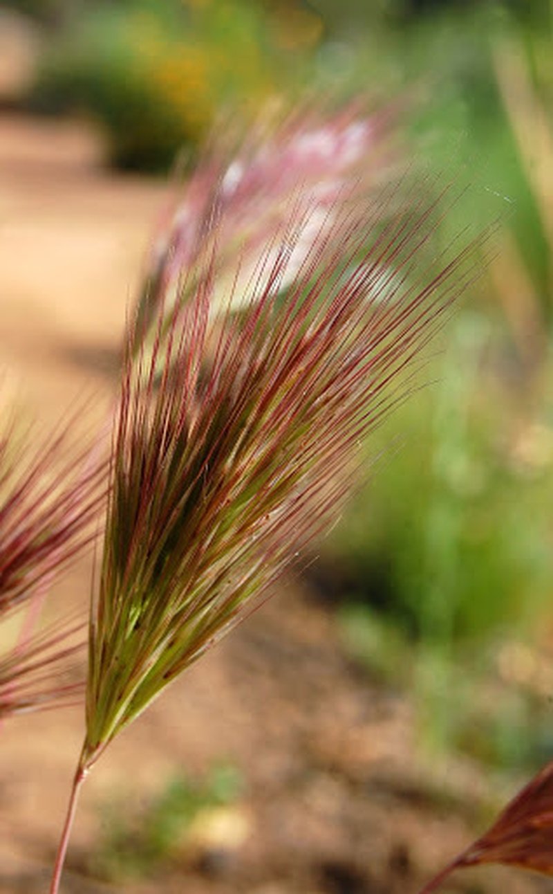 Compact Brome photo 4