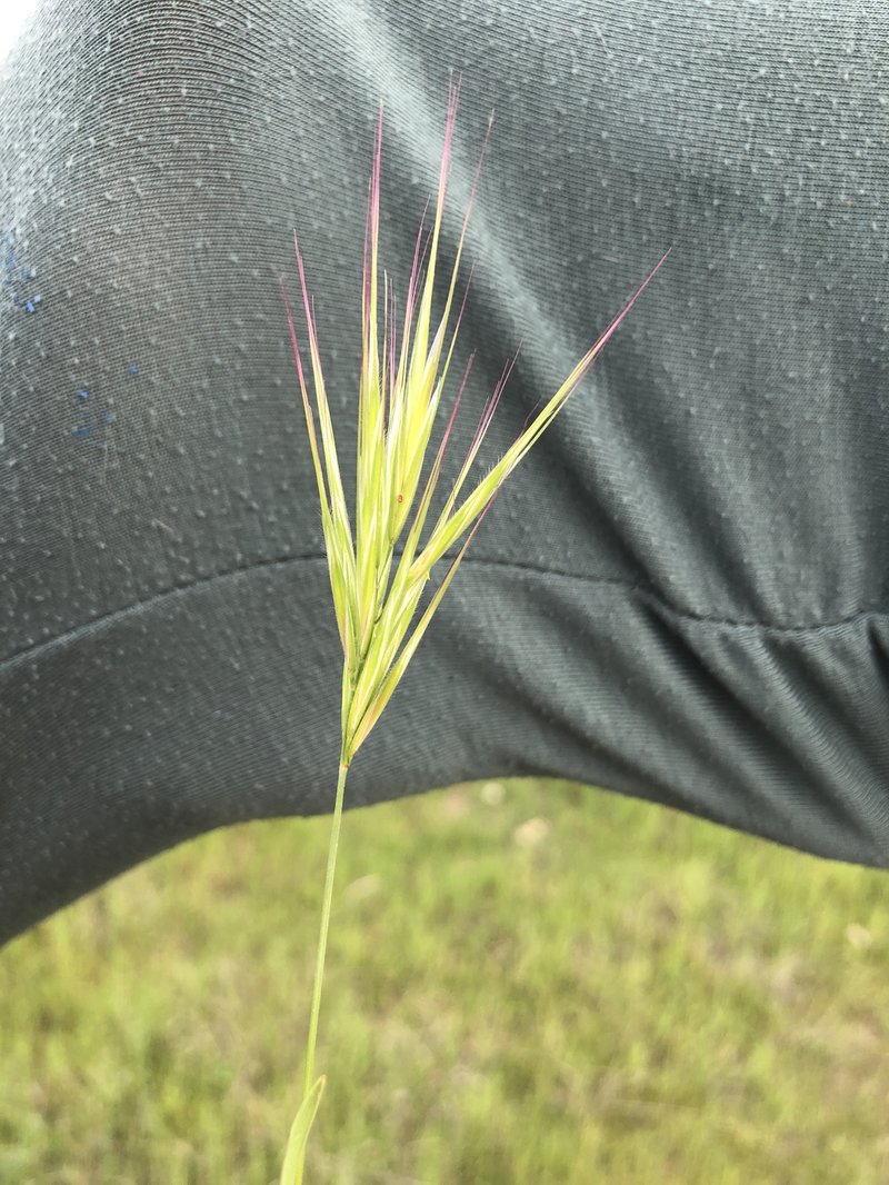 Compact Brome photo 5